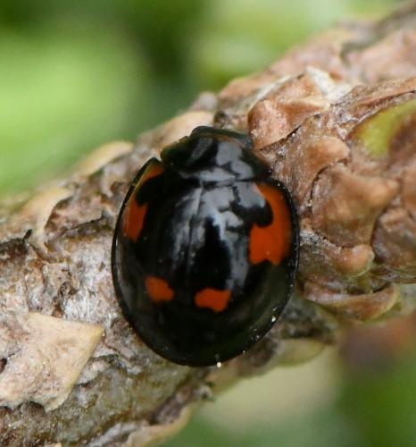 Exochomus quadripustulatus